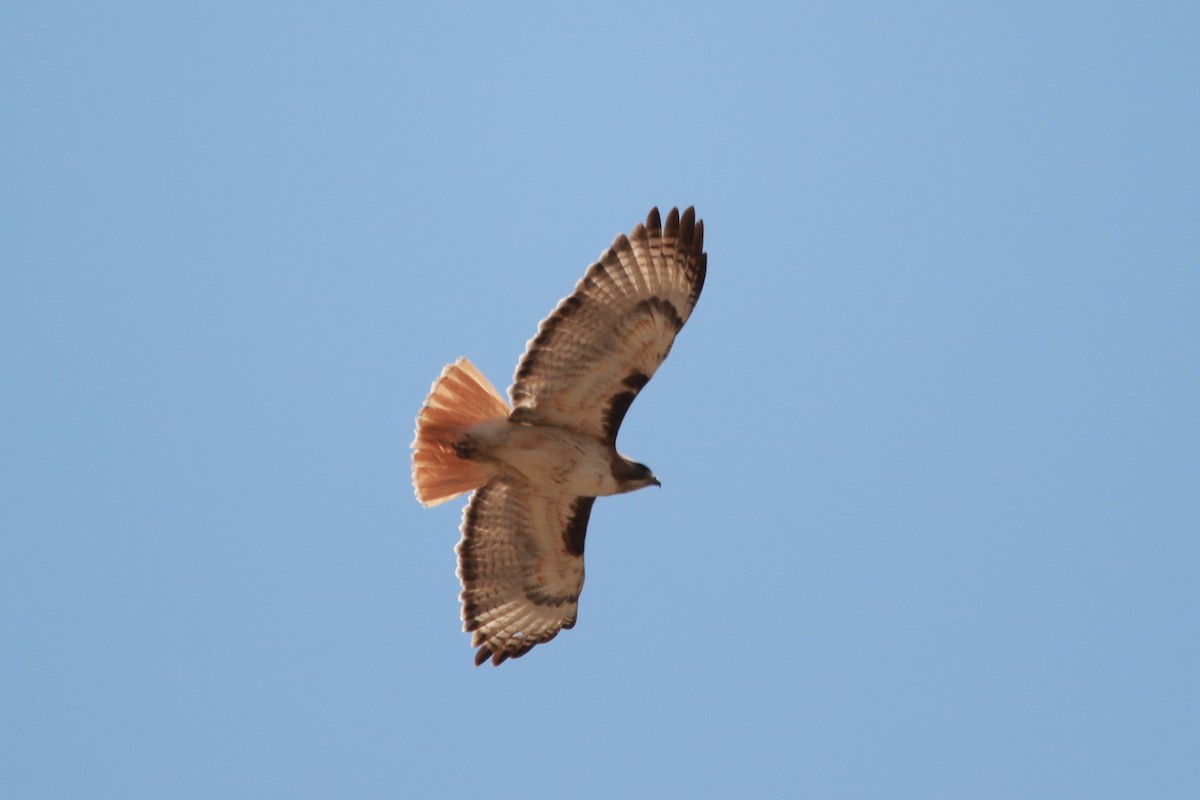 Red-tailed Hawk - ML619459176