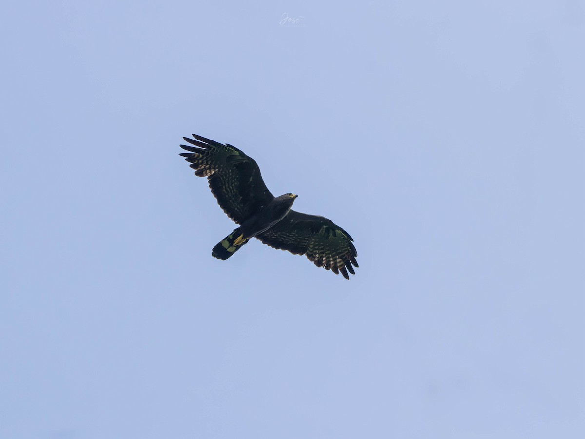 Zone-tailed Hawk - ML619459180