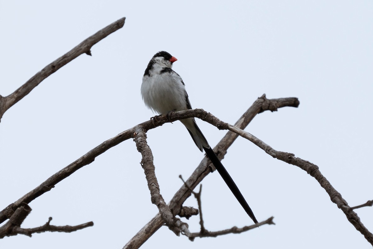 Pin-tailed Whydah - ML619459254