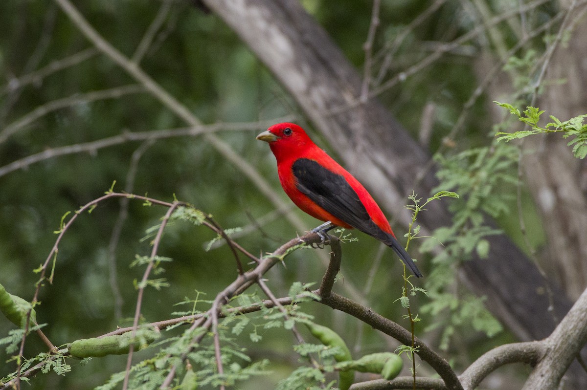 Scarlet Tanager - ML619459255