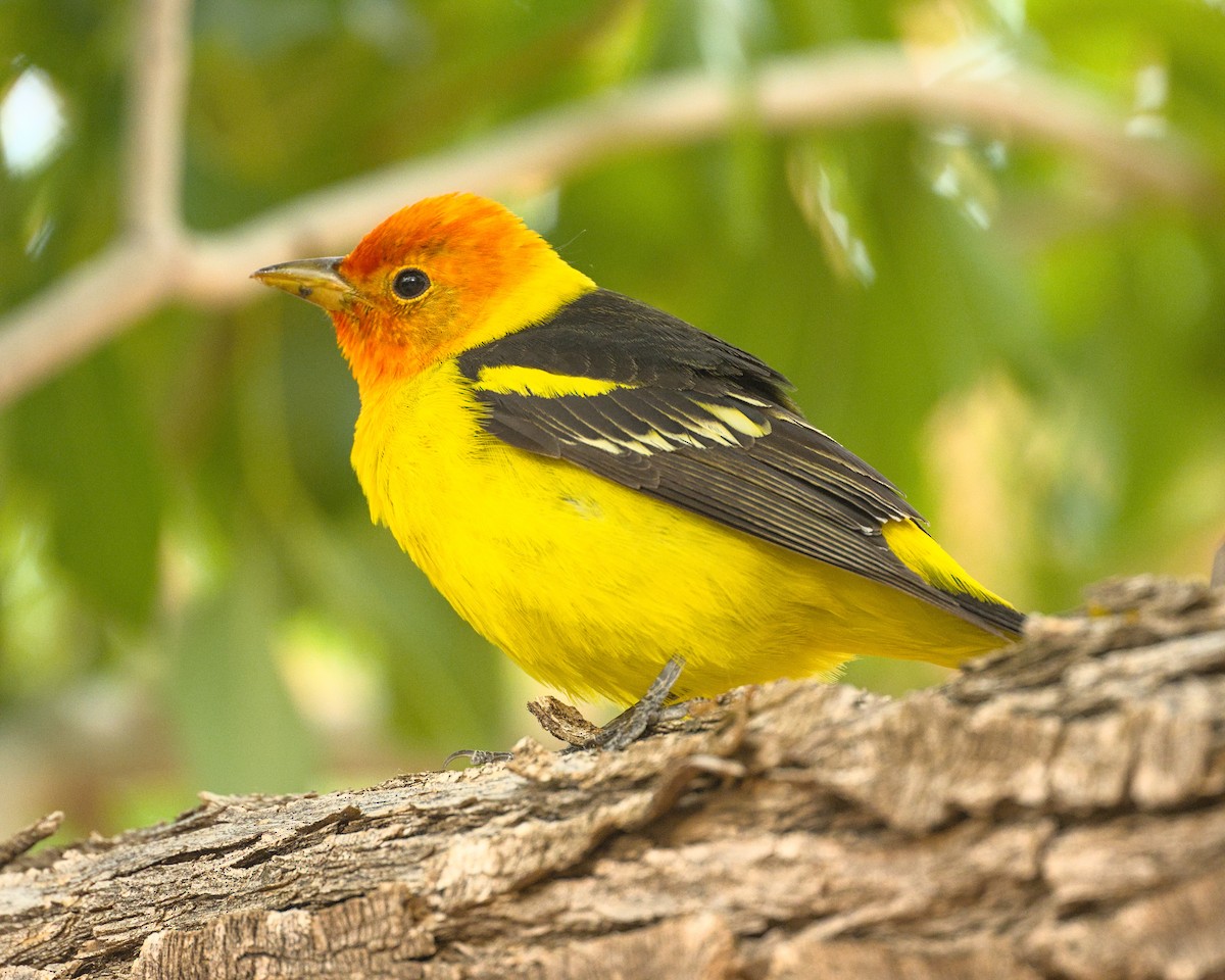 Western Tanager - ML619459261