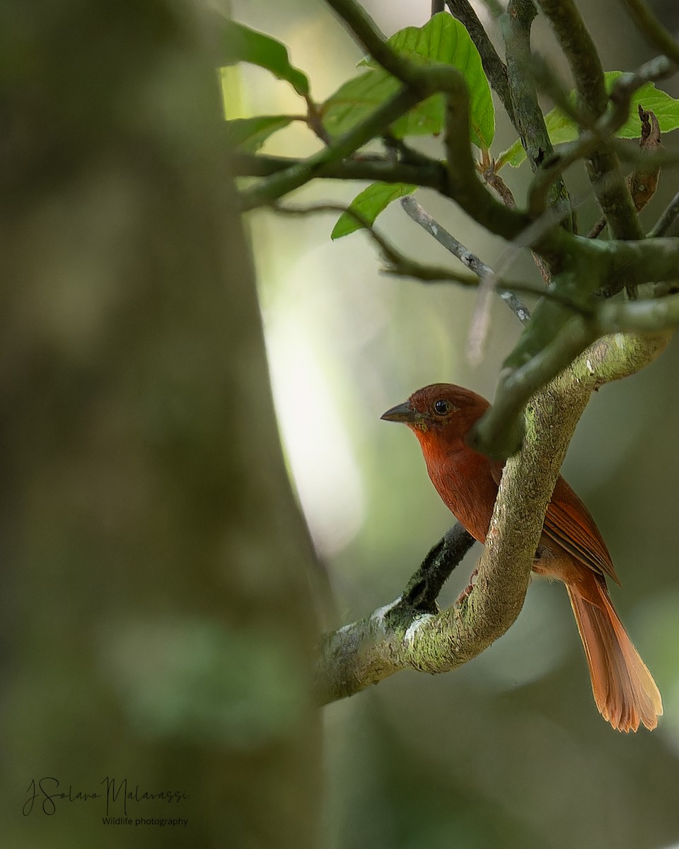 Red-crowned Ant-Tanager - ML619459269