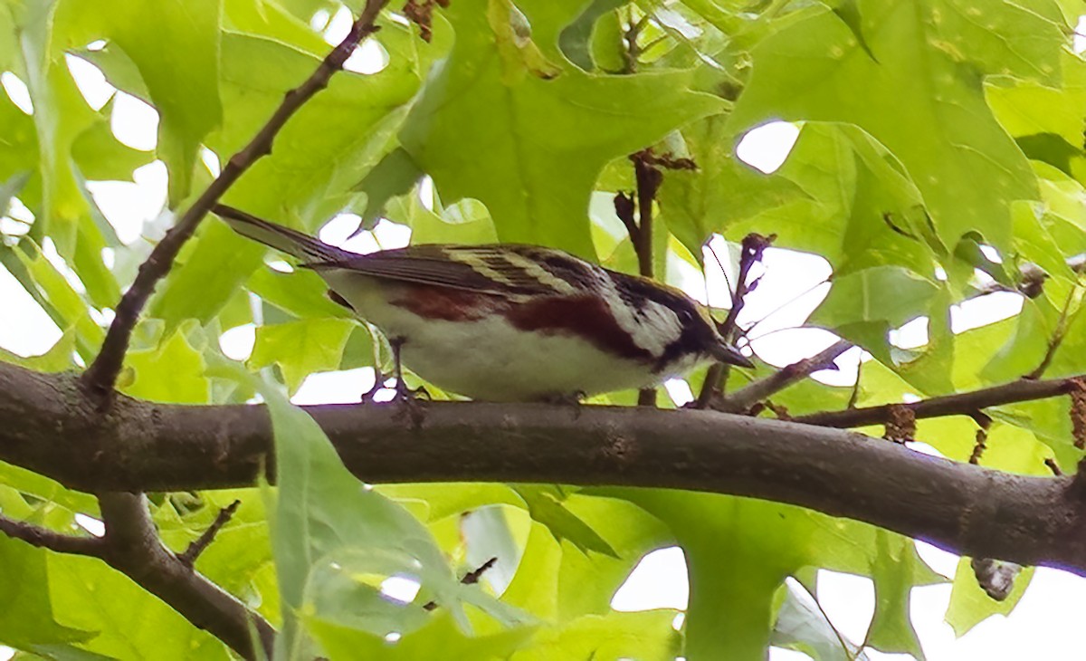 Bay-breasted Warbler - ML619459315