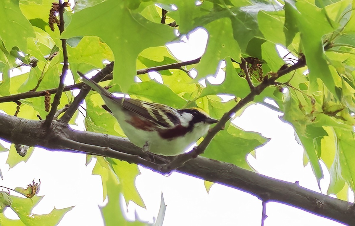 Bay-breasted Warbler - ML619459316
