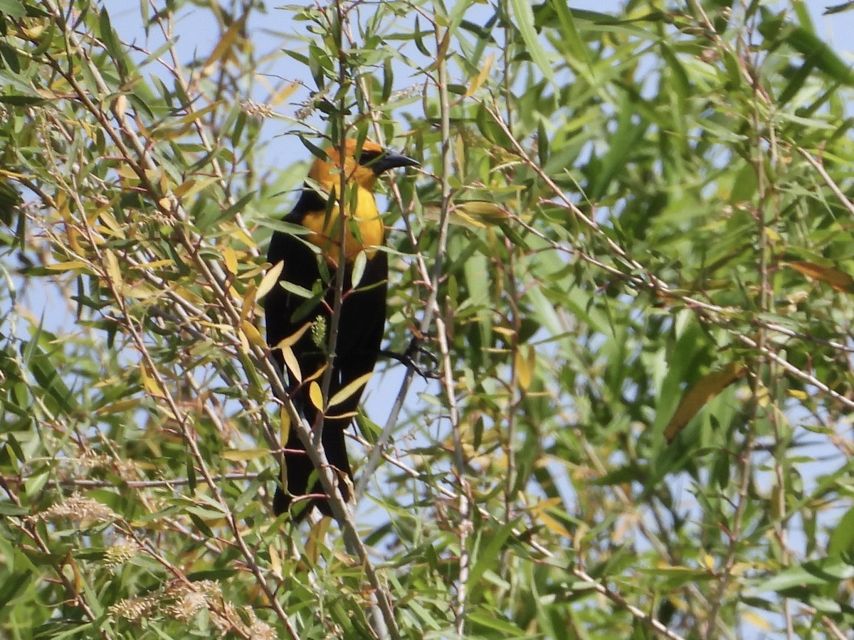 Yellow-headed Blackbird - ML619459318