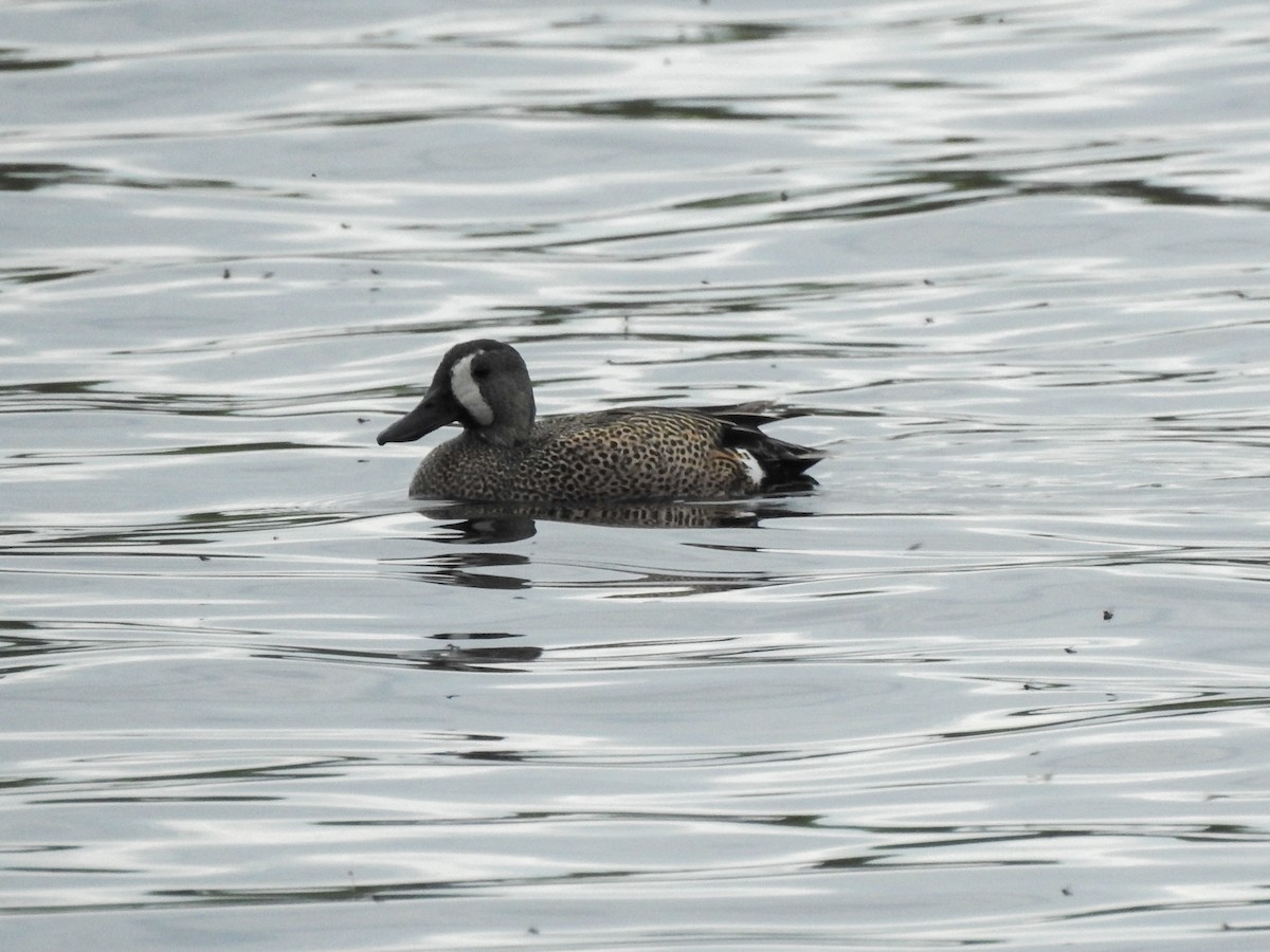 Blue-winged Teal - ML619459320