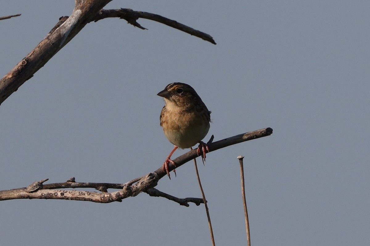 Grasshopper Sparrow - ML619459379