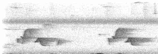Дрізд-короткодзьоб Cвенсона - ML619459428