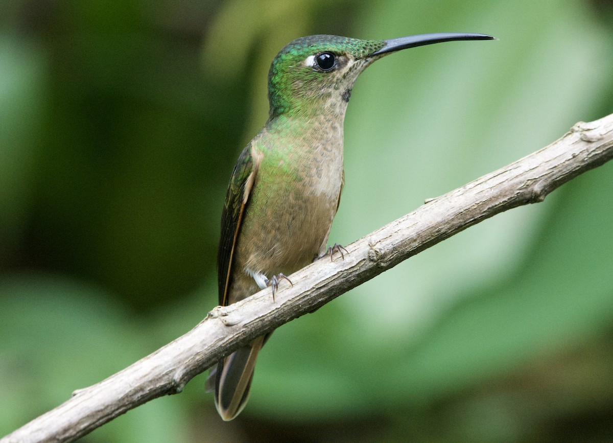 kolibřík hnědobřichý - ML619459455