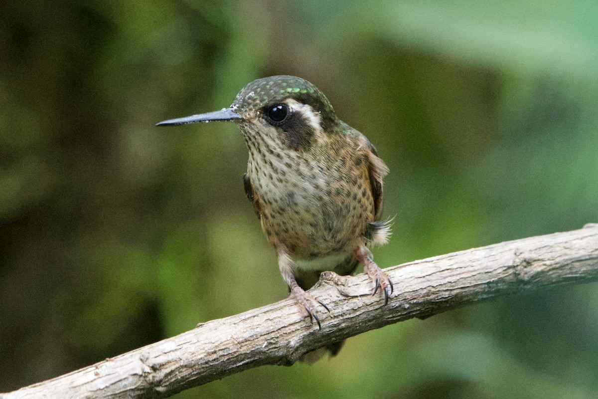 Speckled Hummingbird - ML619459468