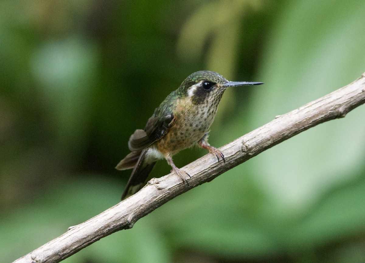 Speckled Hummingbird - ML619459490