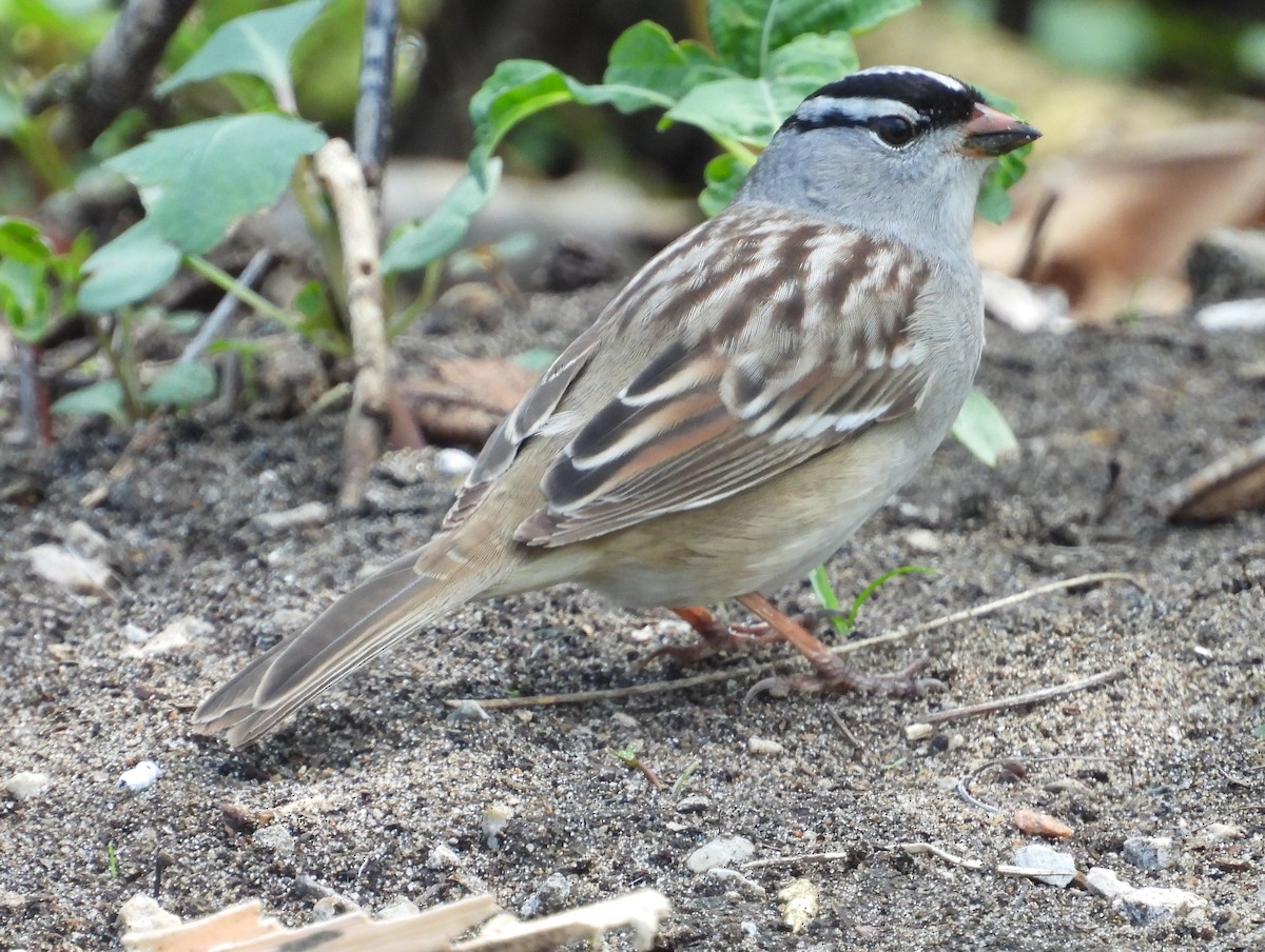 White-crowned Sparrow - ML619459494