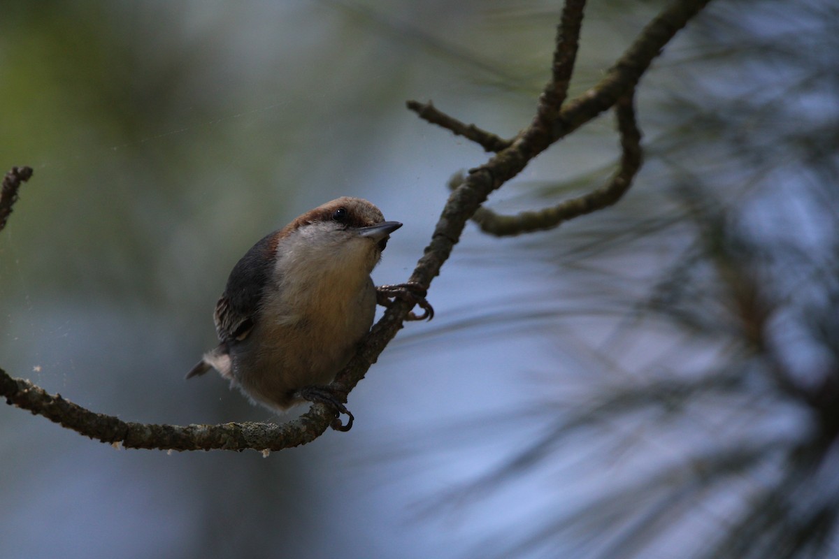 Brown-headed Nuthatch - ML619459495