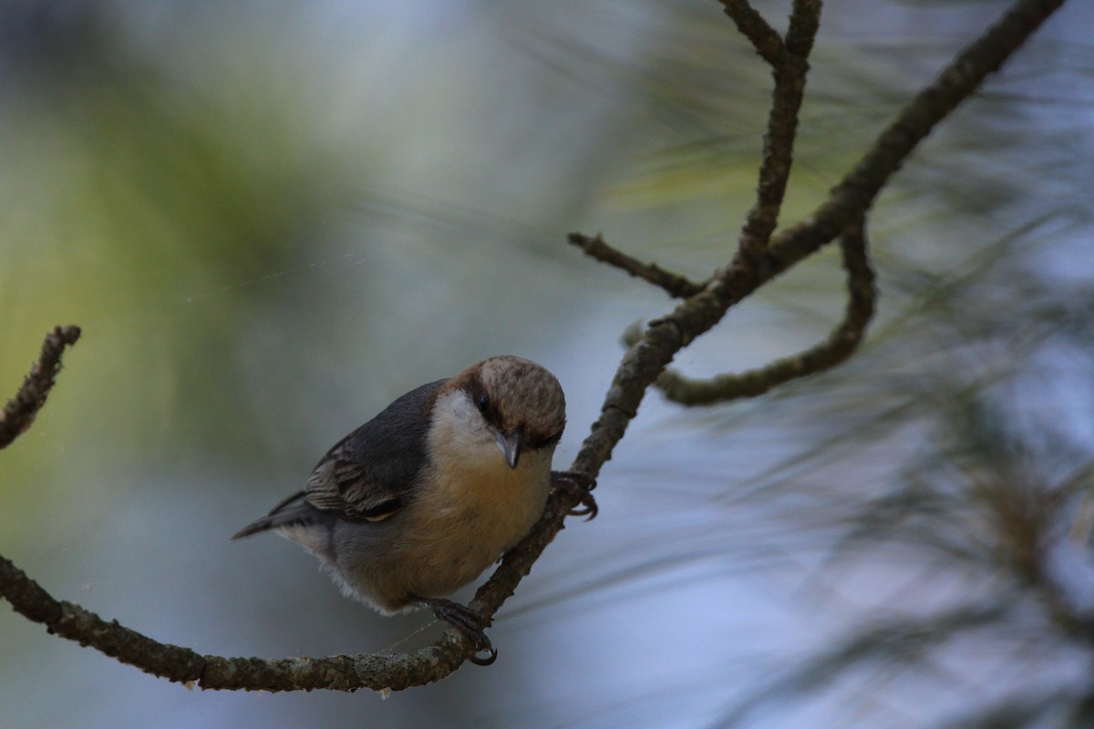 Brown-headed Nuthatch - ML619459496