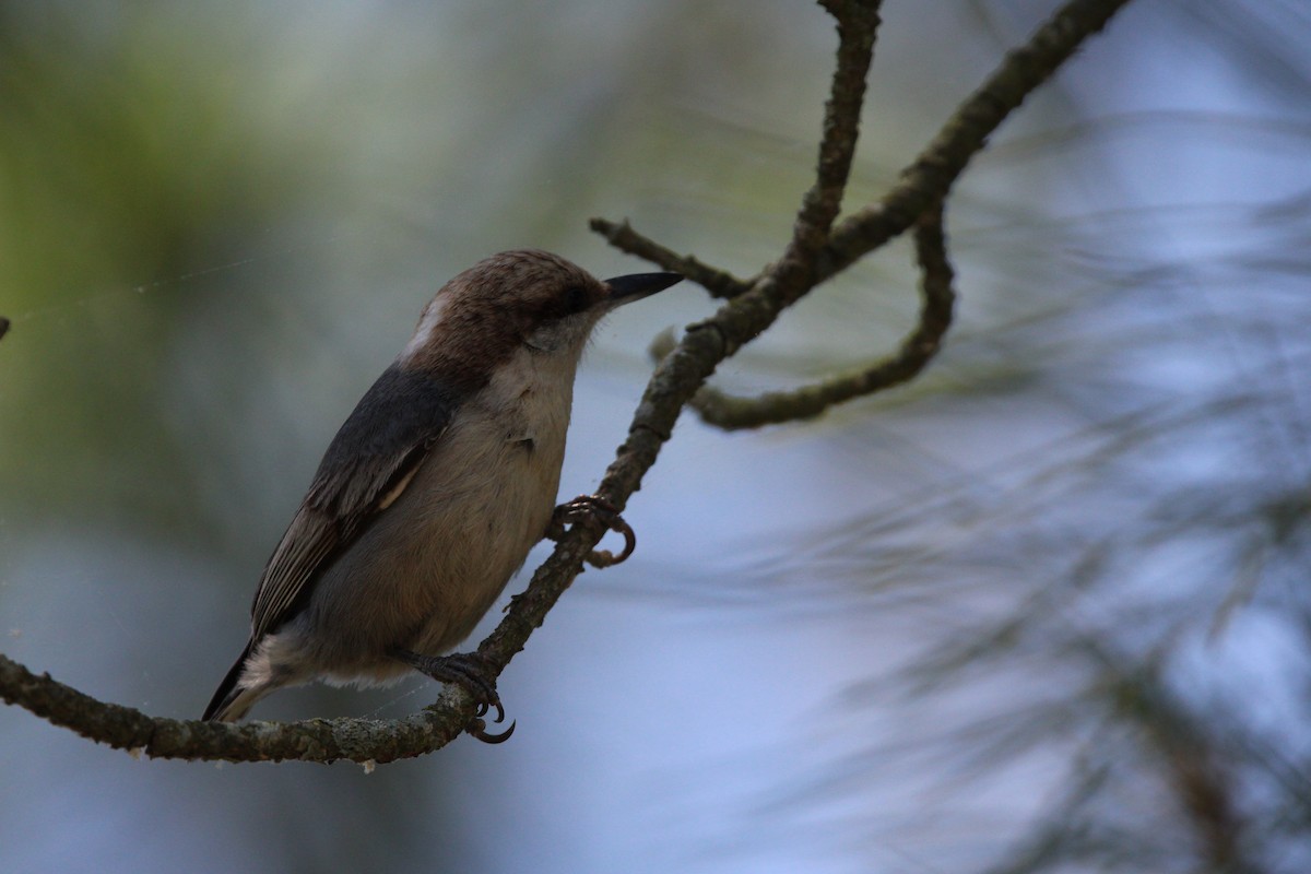Brown-headed Nuthatch - ML619459497