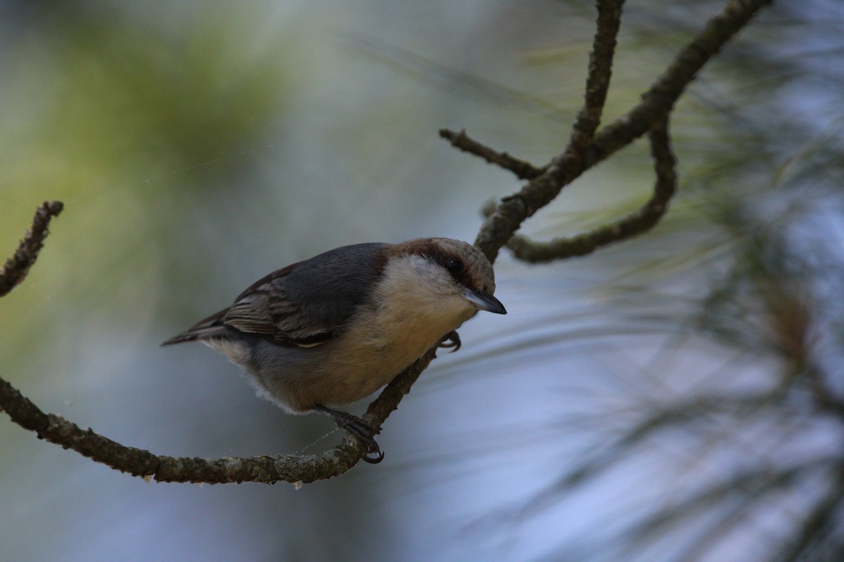 Brown-headed Nuthatch - ML619459498