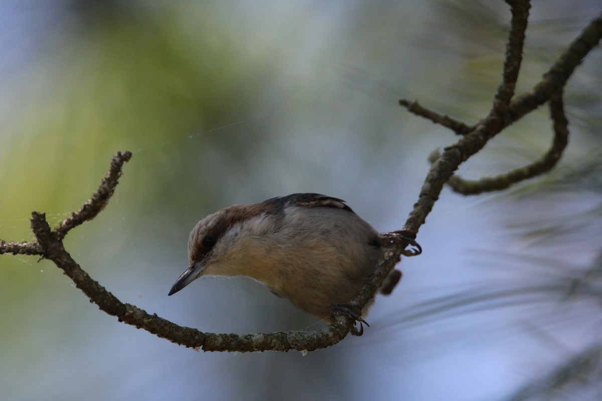 Brown-headed Nuthatch - ML619459499