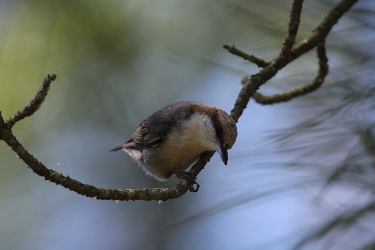 Brown-headed Nuthatch - ML619459500