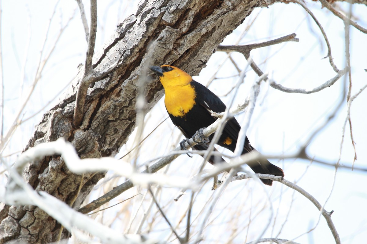 Yellow-headed Blackbird - ML619459504