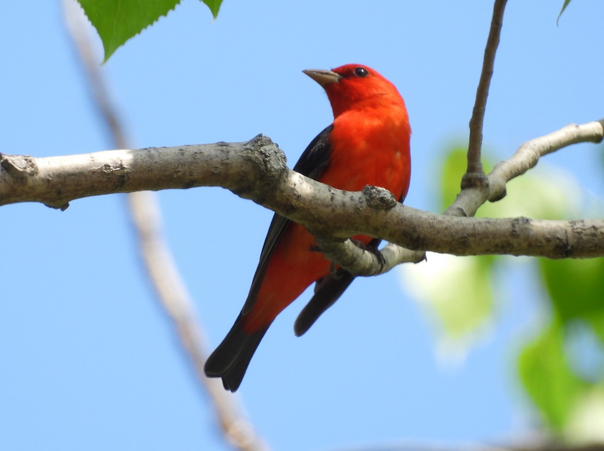 Scarlet Tanager - ML619459525