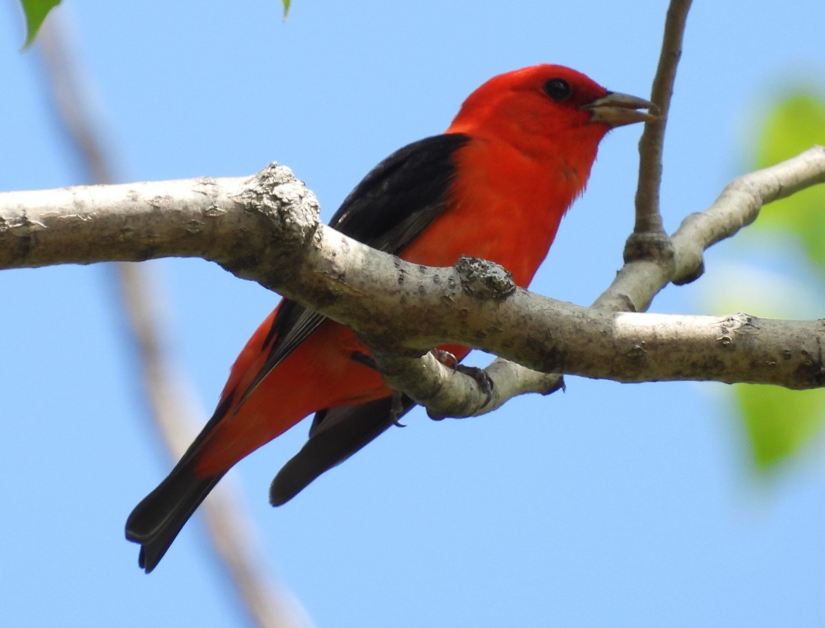 Scarlet Tanager - ML619459526