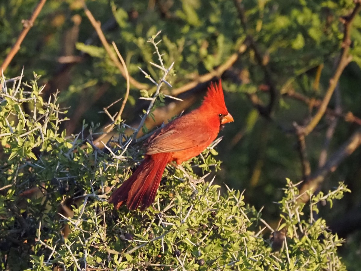 Cardinal rouge - ML619459547