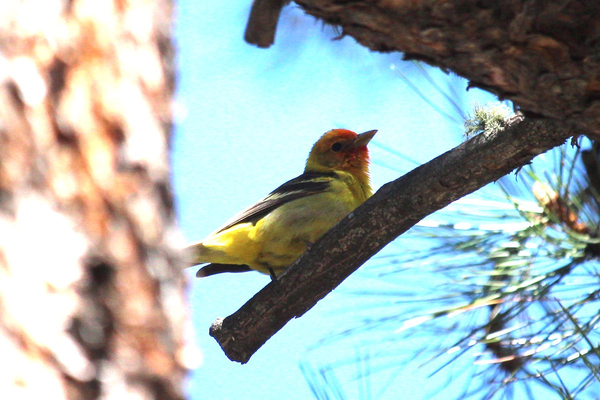 Western Tanager - ML619459607