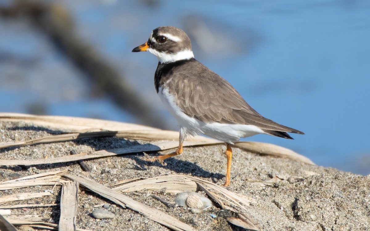 Common Ringed Plover - ML619459626