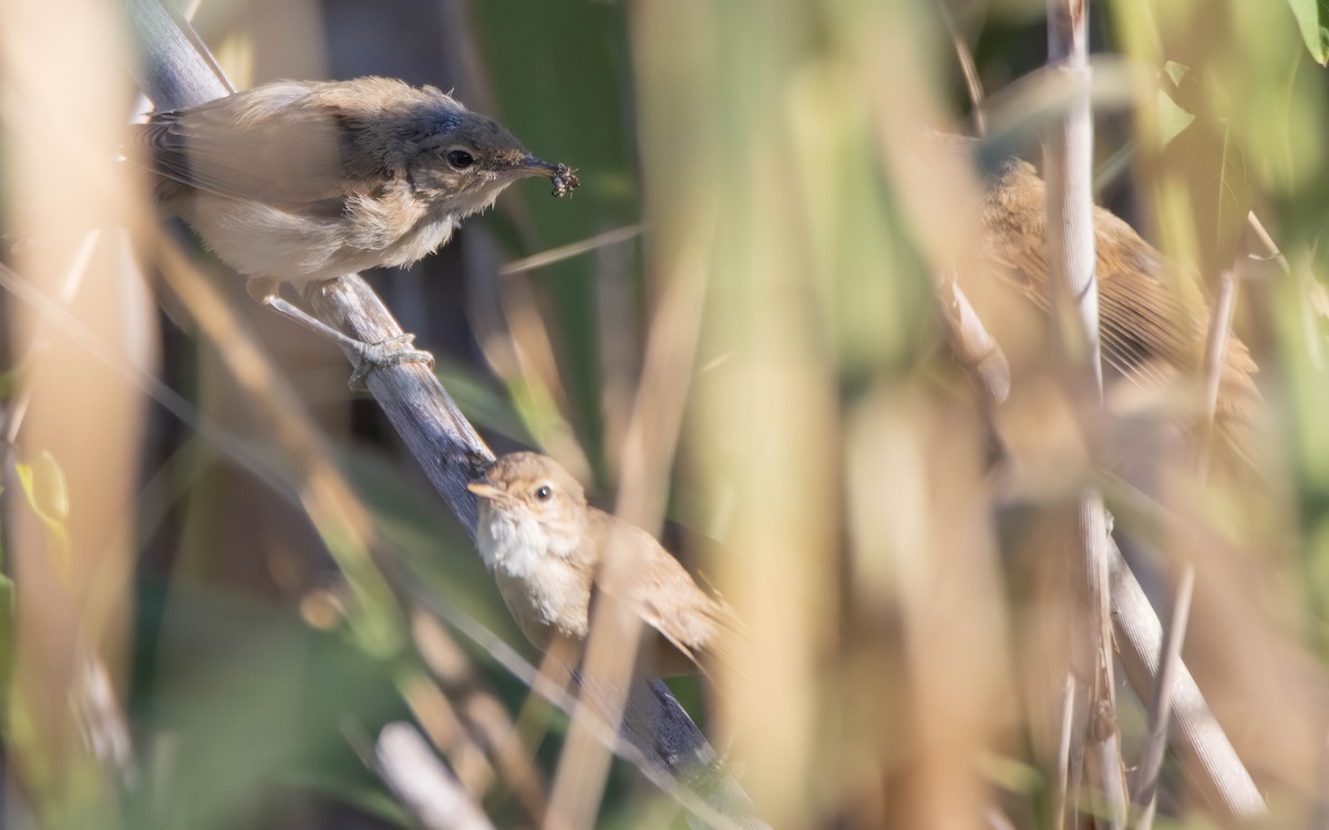 Common Reed Warbler - ML619459635