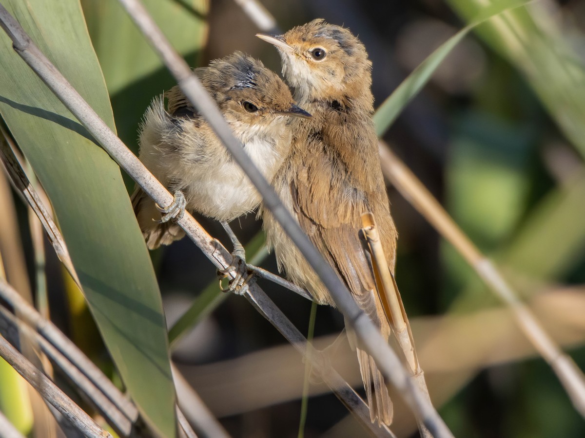Common Reed Warbler - ML619459636