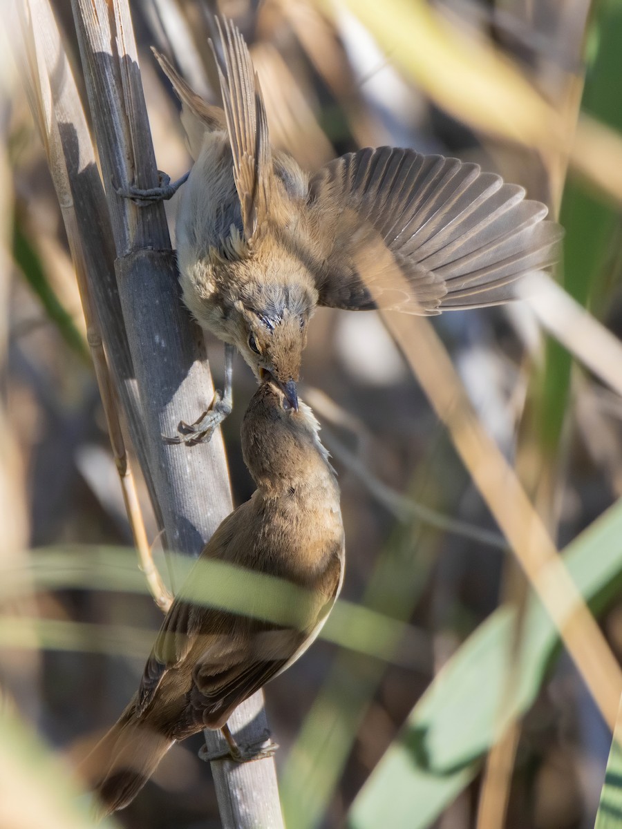 Common Reed Warbler - ML619459638