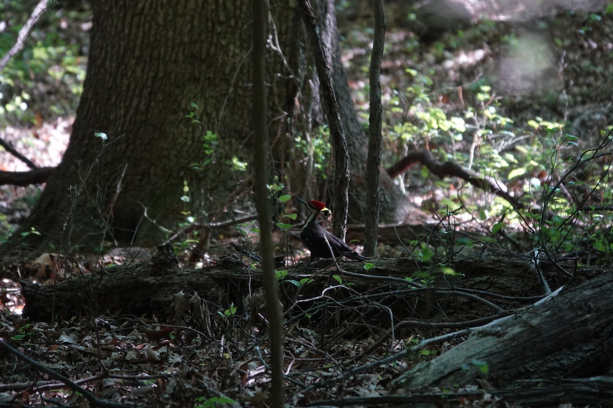 Pileated Woodpecker - ML619459647