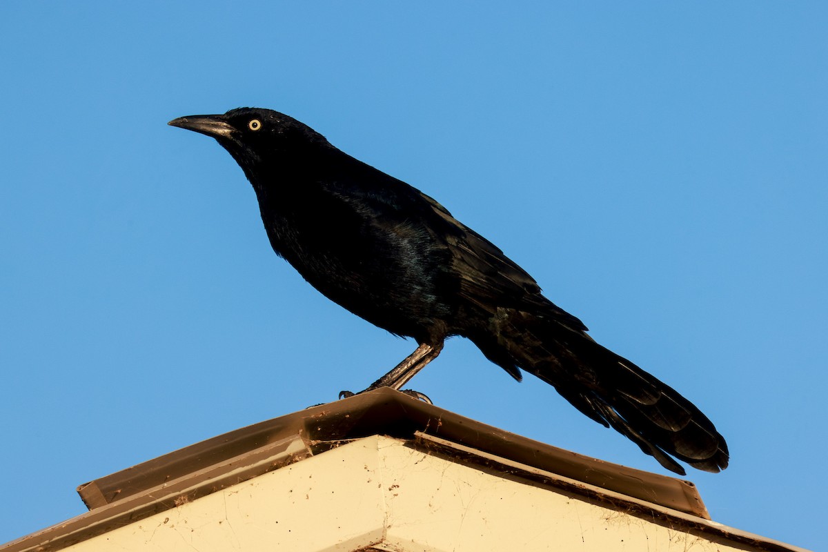 Great-tailed Grackle - ML619459716
