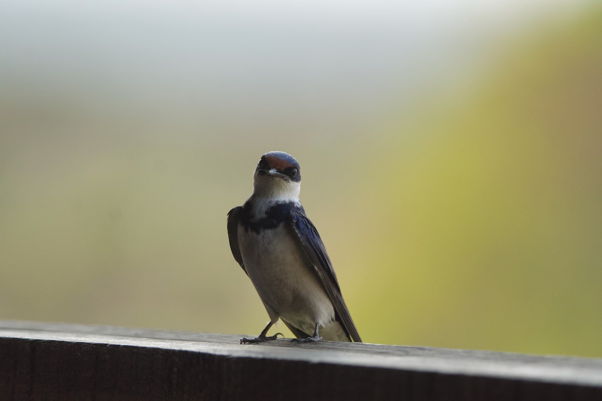 White-throated Swallow - ML619459736