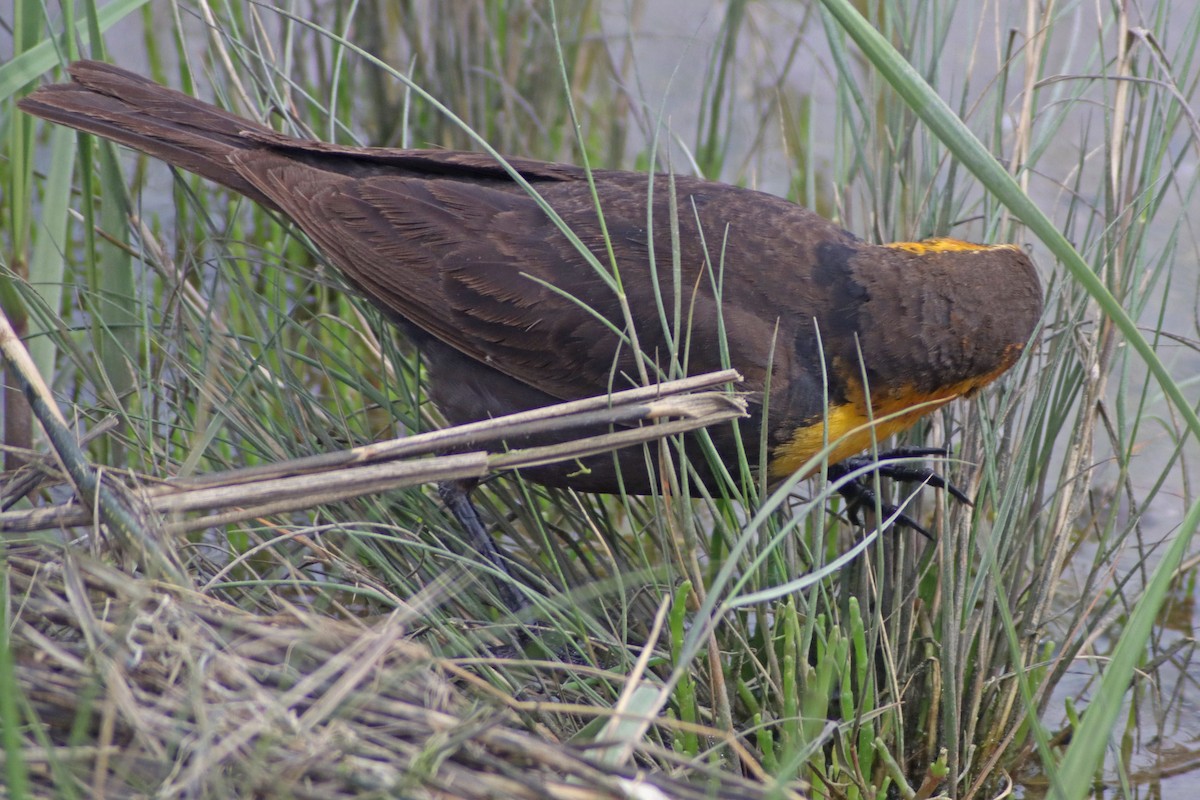 Yellow-headed Blackbird - ML619459748