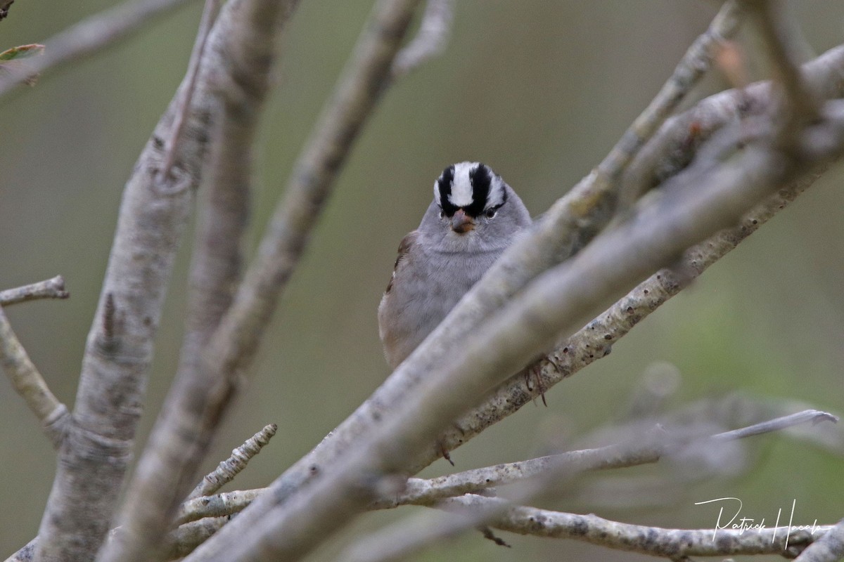 White-crowned Sparrow - ML619459796