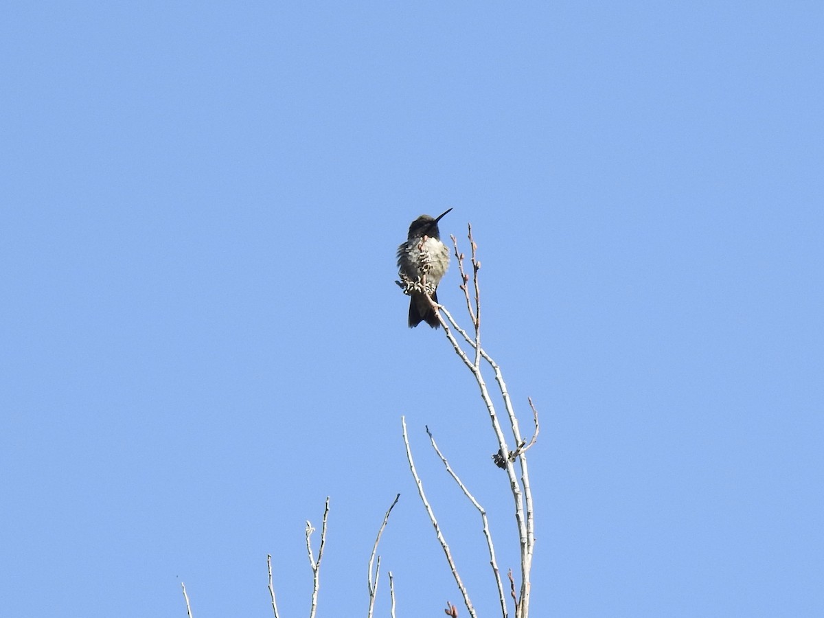 Black-chinned Hummingbird - ML619459833