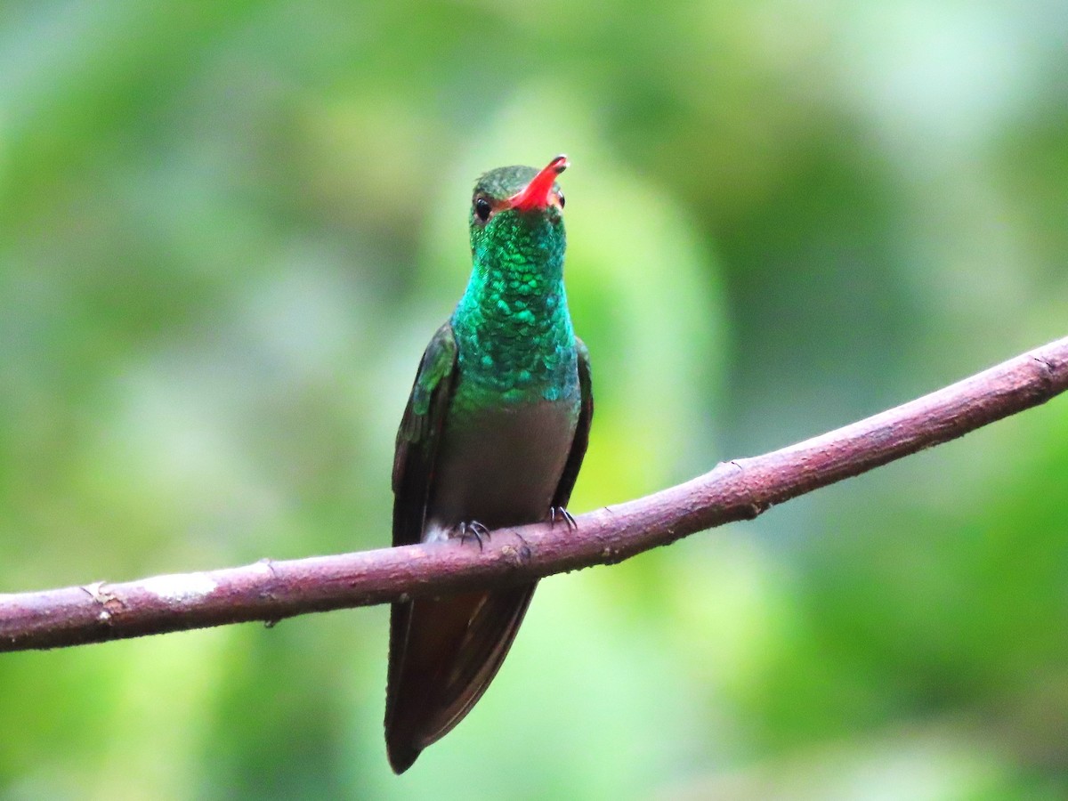 Rufous-tailed Hummingbird - ML619459835
