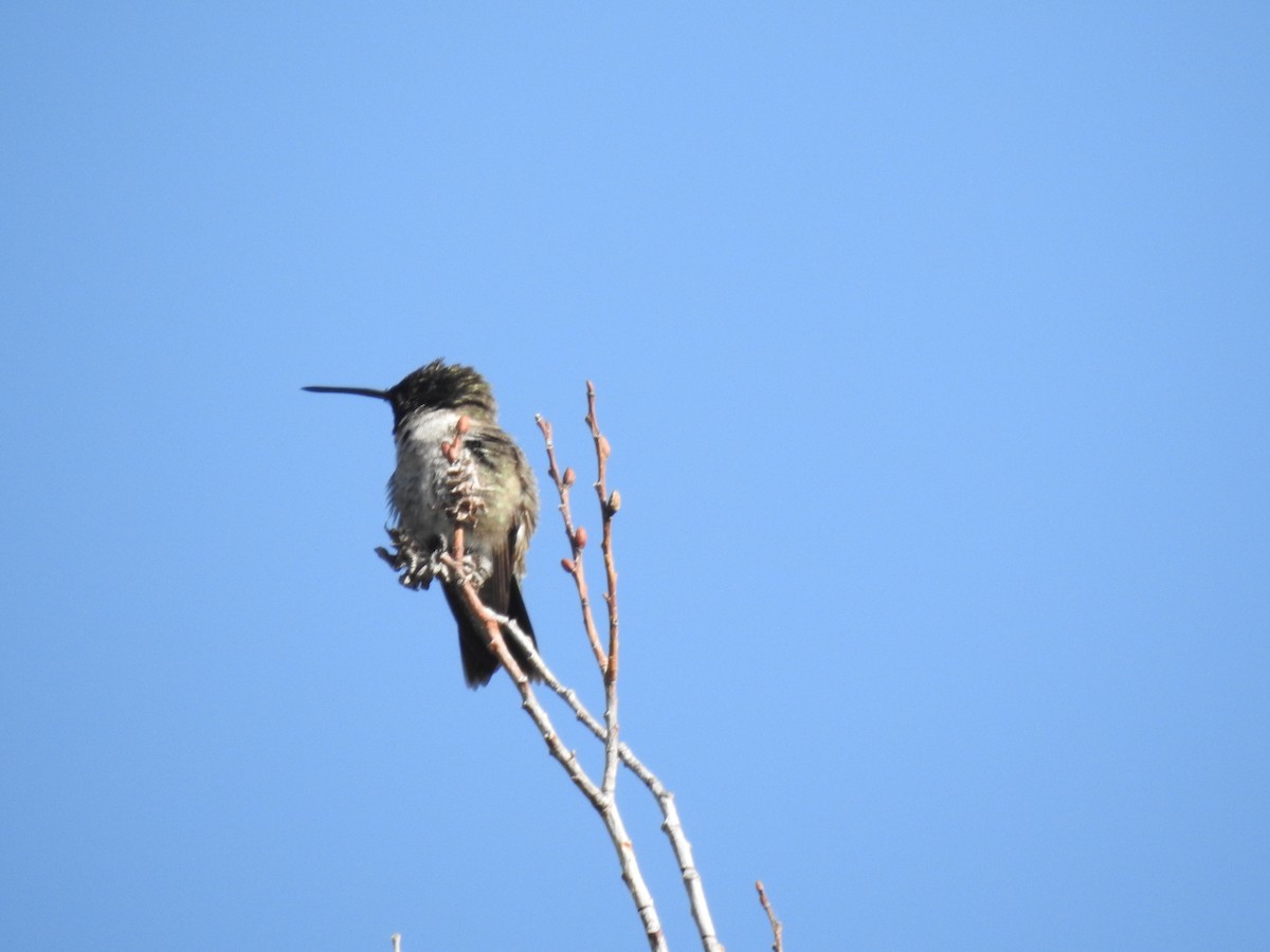 Black-chinned Hummingbird - ML619459839