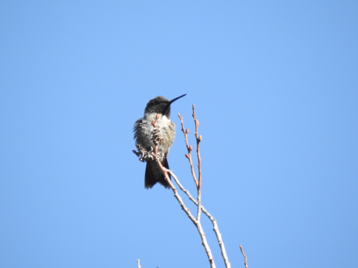 Black-chinned Hummingbird - ML619459844