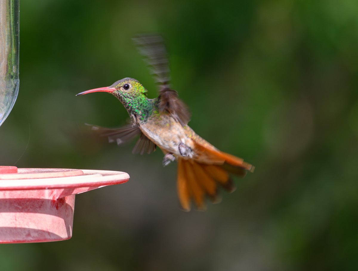 kolibřík yukatanský - ML619459871