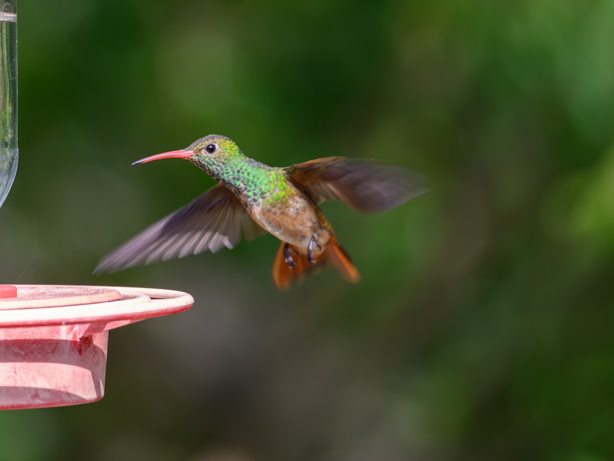kolibřík yukatanský - ML619459878