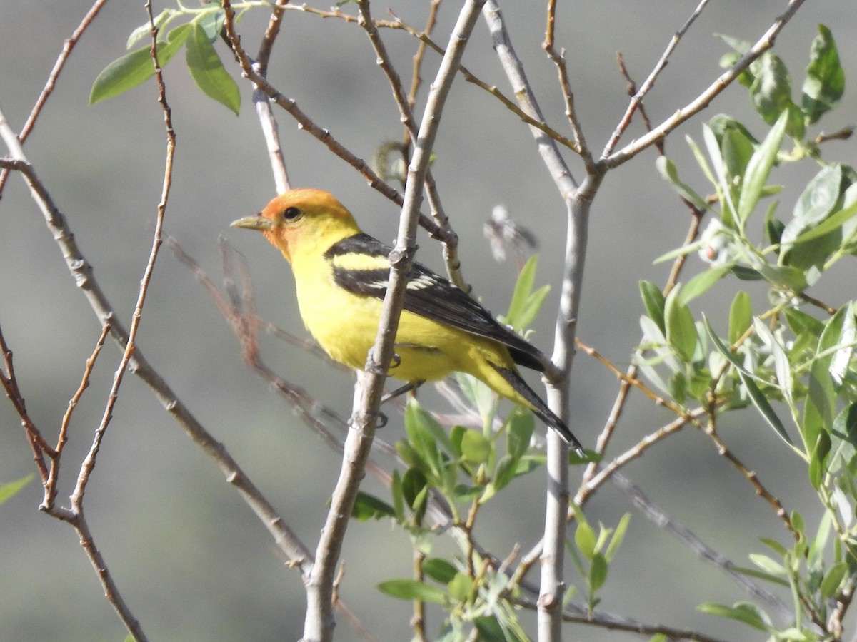 Western Tanager - ML619459881