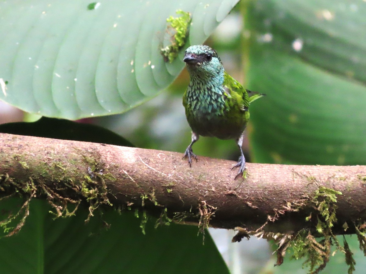 Silver-throated Tanager - ML619459899