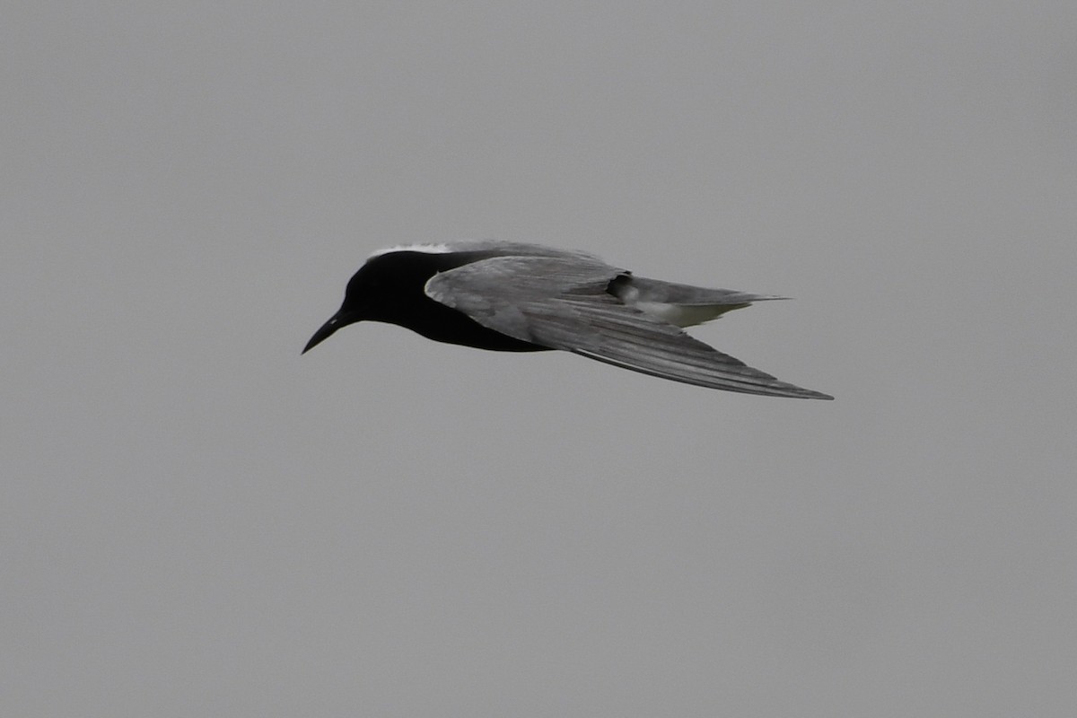 Black Tern - ML619459905