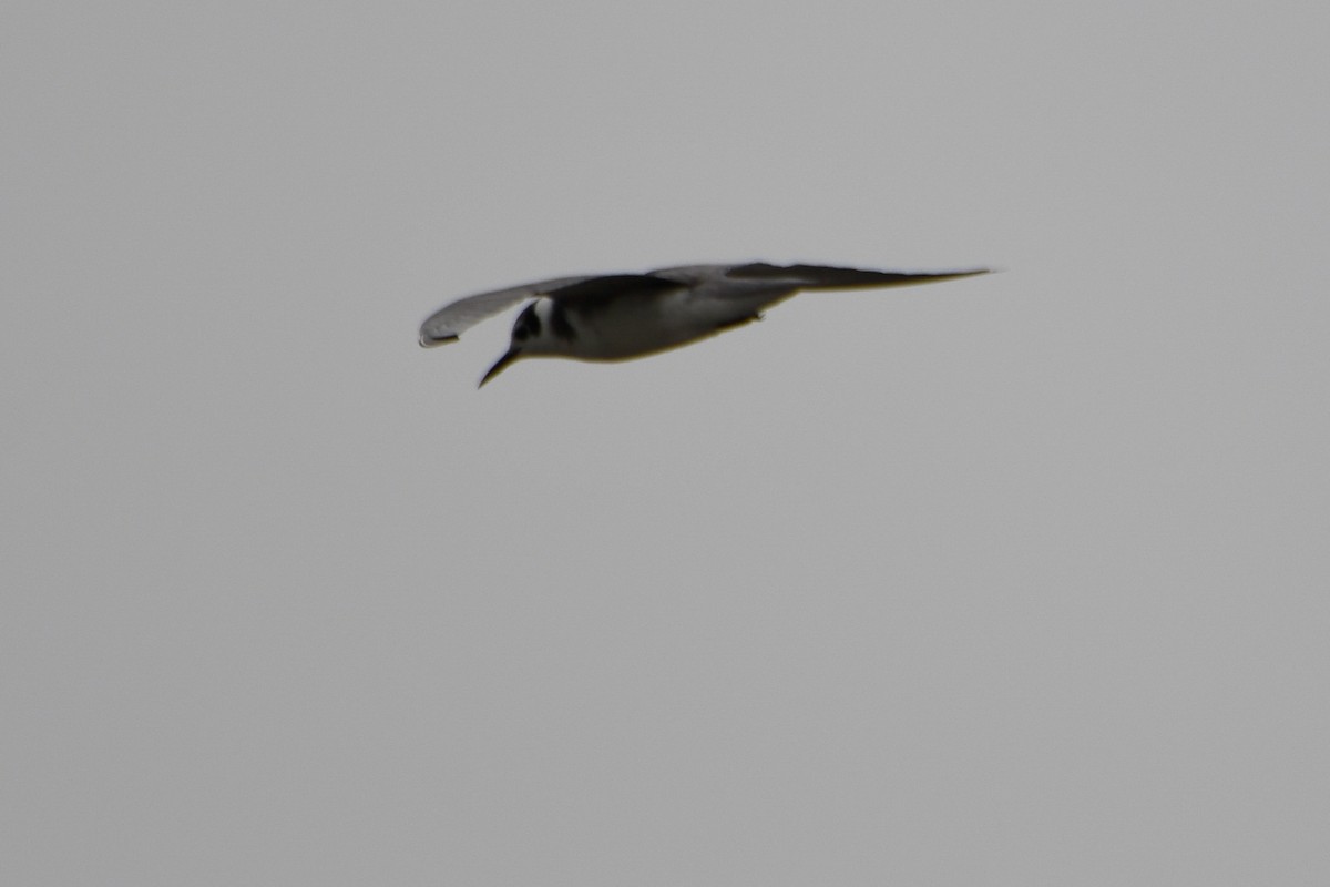 Black Tern - ML619459907