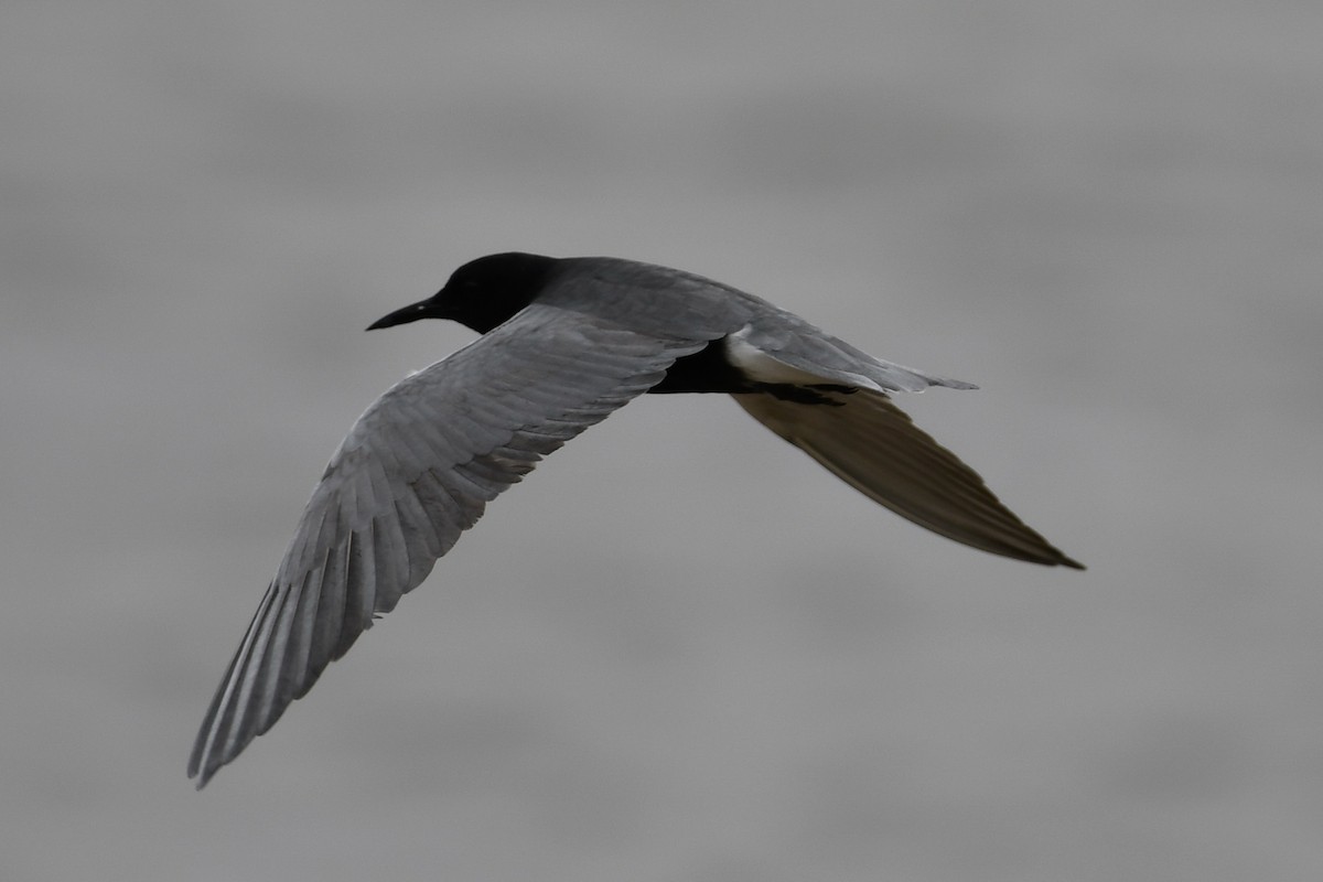 Black Tern - ML619459909