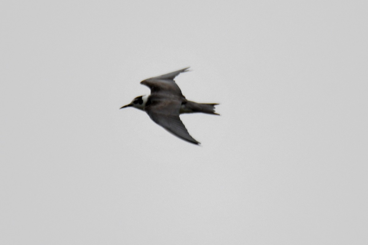 Black Tern - ML619459910