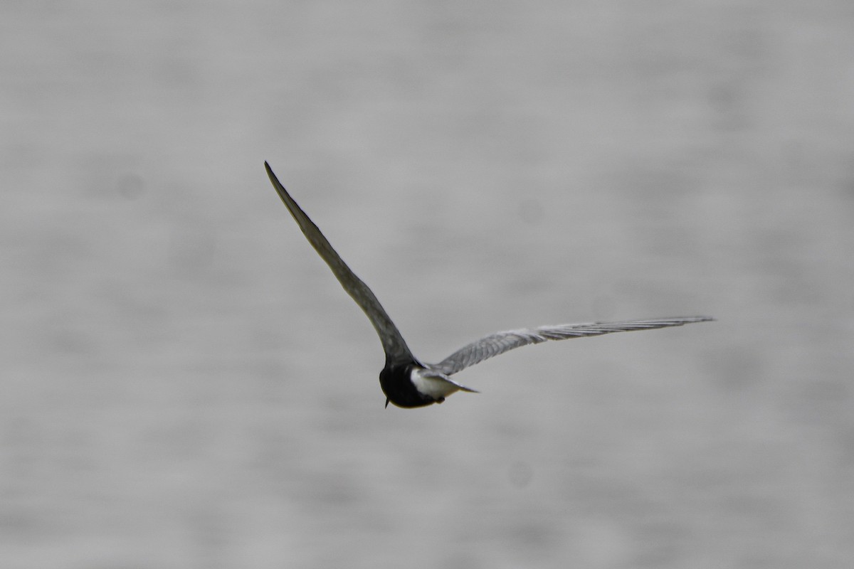 Black Tern - ML619459918