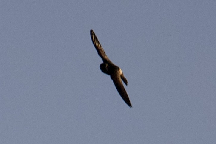 Zone-tailed Hawk - ML619459936